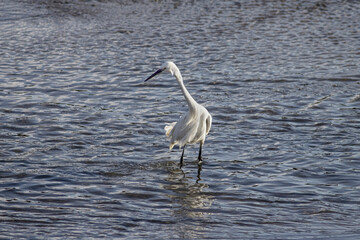 Douro river small white egret