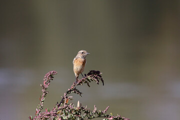 European robin during autumn