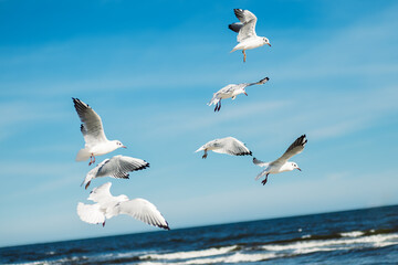 Möwen fliegen am Strand 