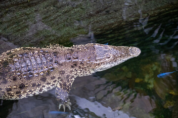 Cuban crocodile (crocodylus rhombifer)