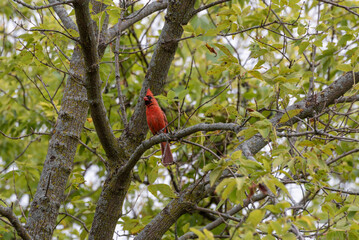 A Brilliant Red Cardinal Perched In A Green Tree