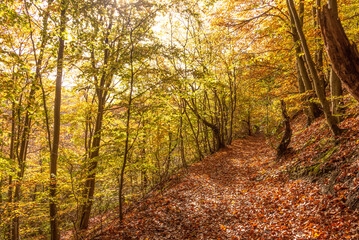 Obraz premium autumn in the forest