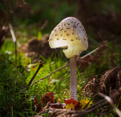 mushrooms in the forest
