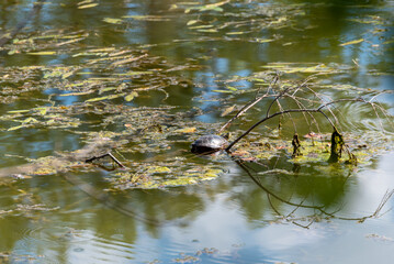 A Painted Turtle Resting On A Branch In The Local Pond