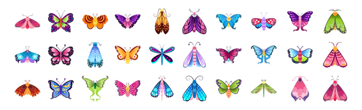 Set group butterfly insects vector illustration