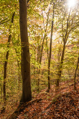 Fototapeta premium autumn in the forest