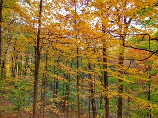 Golden Autumn Forest Leaves