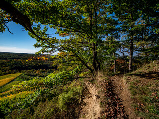 Waldweg durch den herbstlichen Wald