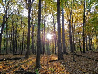 Radiant Sunlight Through Autumn Forest Trees