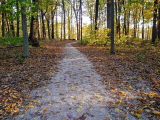 Sunlight Streaks Across Autumn Forest Footpath