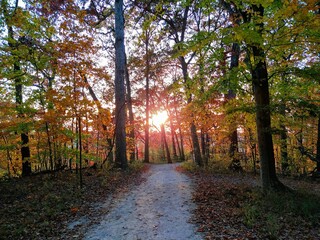 Autumn Forest Sunset
