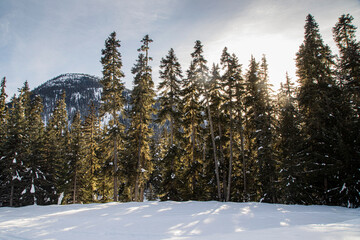 Fototapeta na wymiar Snowy forest, British Columbia, Canada