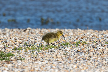 Canada goose goslings.