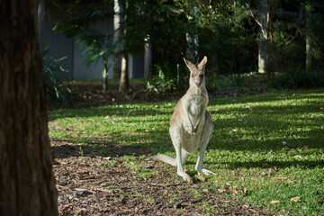Kangur w ogrodzie