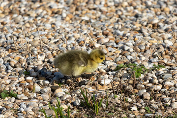 Canada goose goslings.
