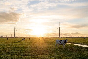 Cows graze in a pasture against the background of wind turbines, a beautiful meadow in the rays of...