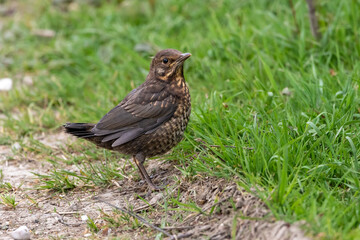A female Blackbird on the ground.