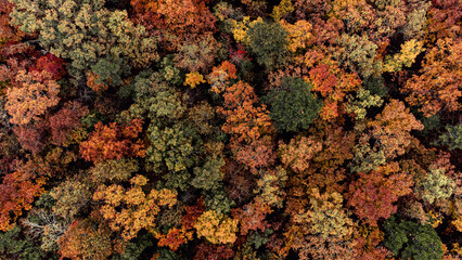 Top down view of trees in Autumn