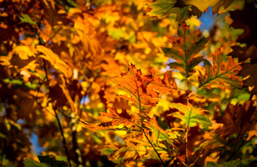 autumn leaves in the forest