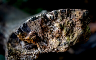 old wood