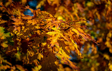 autumn leaves in the forest