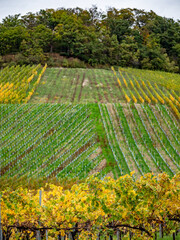 Weinlaub in den Weinbergen im Herbst