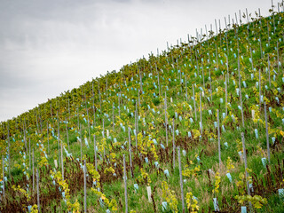 Weinlaub in den Weinbergen im Herbst
