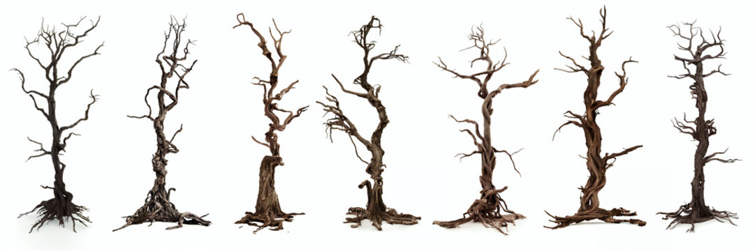 spooky trees, leafless dead wood, isolated on white background
