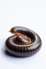millipede isolated on white background