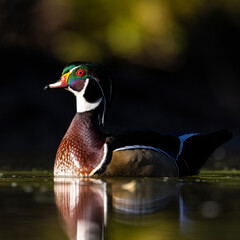 Wood duck drake - aix sponsa - on pond in morning sunlight Colorado, USA