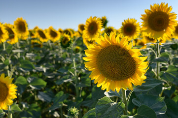Close up sunflower in the field with blue sky.