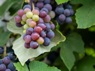 Close up of green grapes bunch growing on branch in garden. Hanging grapes from vine. Macro with selective focus on subject. Organic gardening and agriculture.