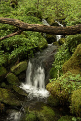 Rushing Water Flows Through The Thick Forest In Great Smoky Mountains
