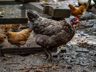 Hühner im Hühnerstall