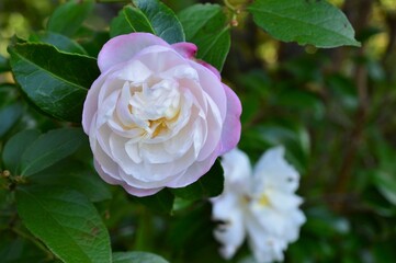 ピンク色の山茶花（さざんか）