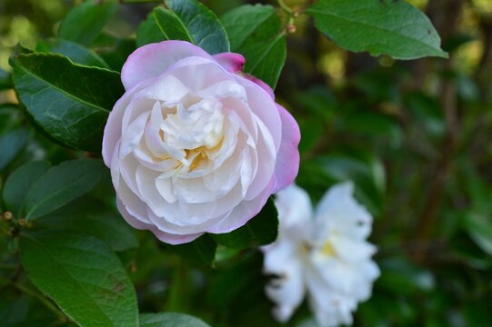 ピンク色の山茶花（さざんか）