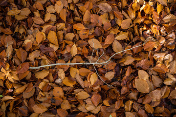 Autumn orange leaves on the ground with a white branch in the middle