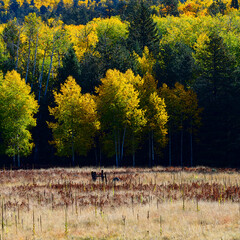 Fall Colors in Flagstaff, Arizona.
