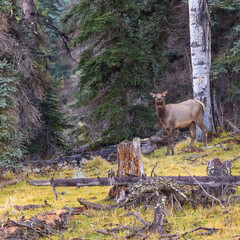 Photograph of a cow elk grazing in northern Arizona.