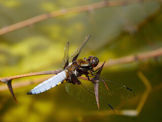 Depressed dragonfly on an acacia branch in an artificial pond for irrigation