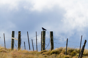 Photograph of a Crow on a barbed wire fence.
