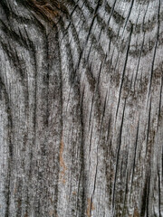 Obraz premium Holztextur