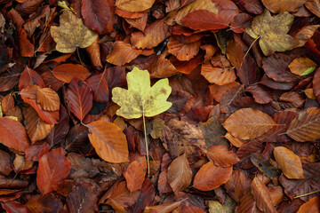 Autumn orange leaves on the ground with a yellow maple leaf in the middle