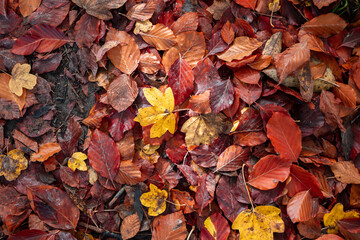 Autumn colorful red and yellow leaves on the ground