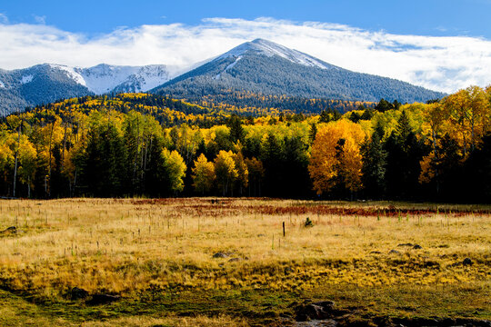 Fall Colors in Flagstaff, Arizona.