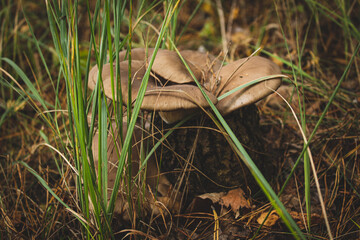 mushroom in the grass