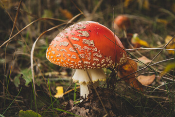 fly agaric mushroom
