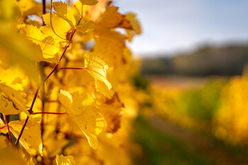 Weinlaub