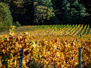 Herbstlich gefärbtes Weinlaub