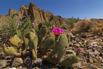 Selective focus on a beavertail cactus, Opuntia basilaris, plant. Shown along Wildrose Road in Death Valley National Park, California, USA.